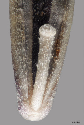 grass detail.jpg