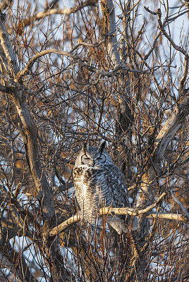 great horned owl-3.jpg