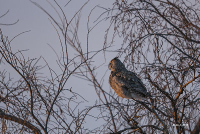 great horned owl-5.jpg