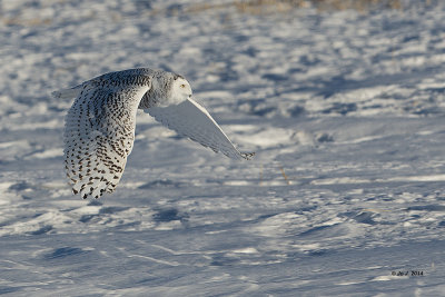 snowy owl-12.jpg