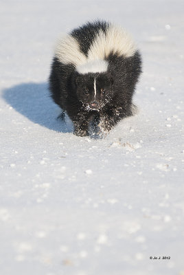 skunk-3.jpg