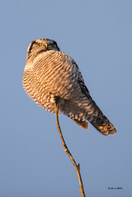 Canadian birds