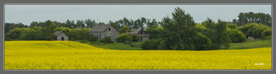 abandoned homestead surrounded by canola.jpg