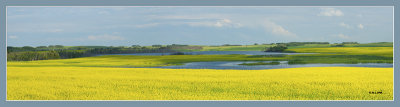 across the canola fields.jpg