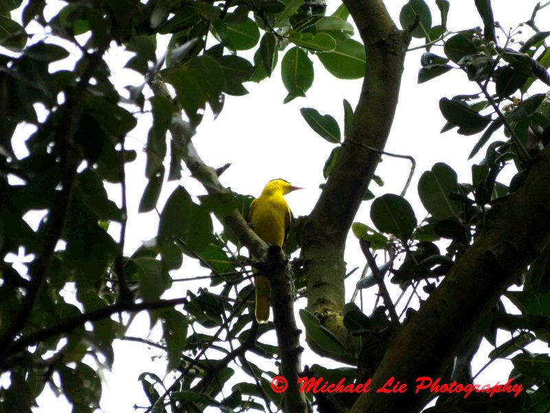 Black Naped Oriole