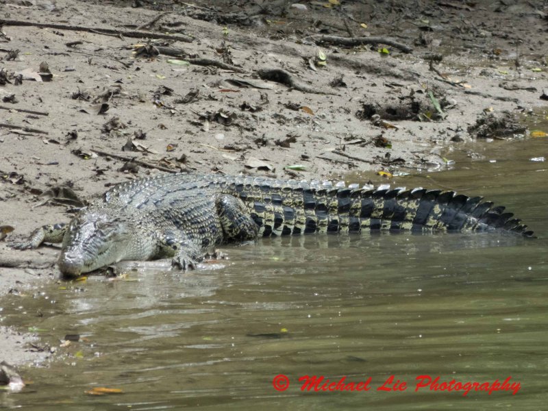 Estuarine Crocodile