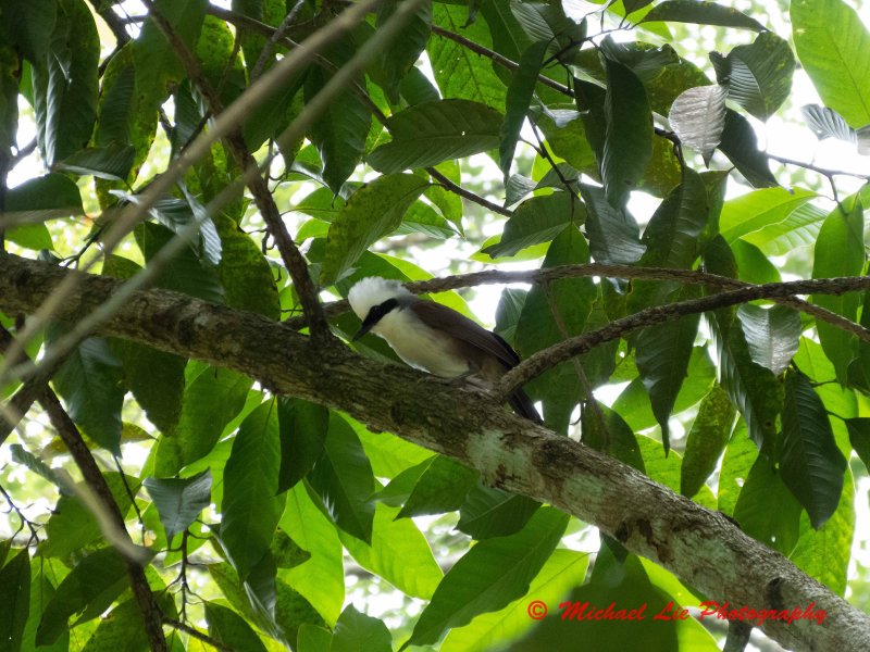 White Crested Laughing Thrush