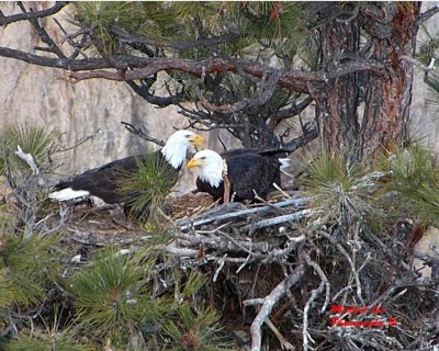 Bald Eagles nesting