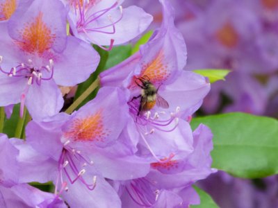 Bumble bee on rhododendrons