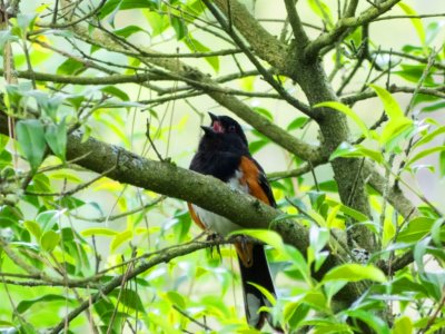 Spotted Towhee singing