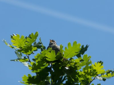 White Crowned Sparrow singing