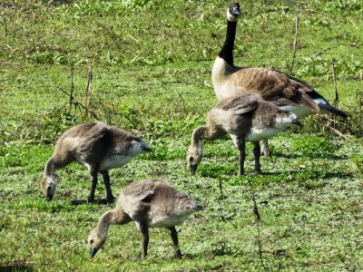 Canadiann goose mum & chicks eating