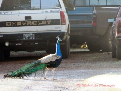 Urban Peacock - ha ha