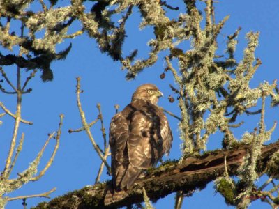Cooper's or Red-Tailed Hawk?  Yellow Eye