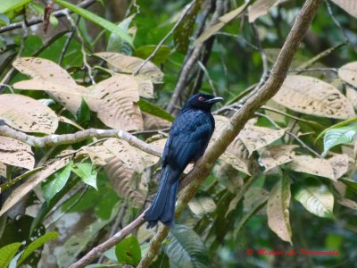 Black Fork tailed Drongo
