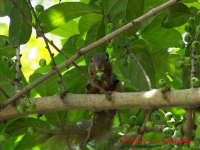 Plantian Squirrel