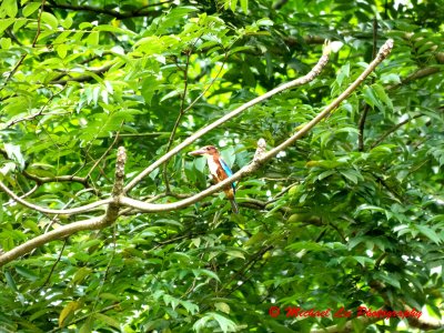 White Throated Kingfisher