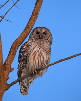 Chouette raye / Barred Owl / Strix varia