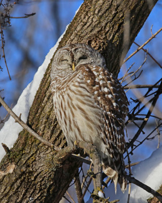 Chouette raye / Barred Owl / Strix varia