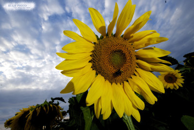 2013-08-sun-flower