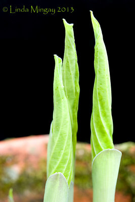 13th May 2013 - emerging food