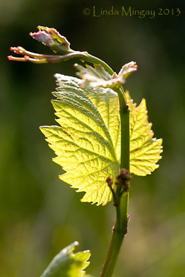 24th June 2013 - I heard it through the grapevine.