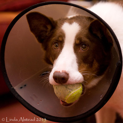6th November 2013 - JD and the cone of shame