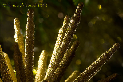 16th December 2013 - little rays of light