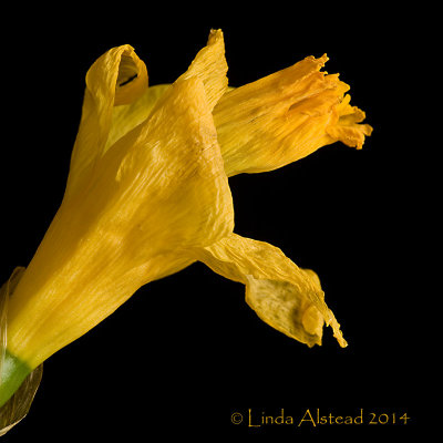 25th February 2014 - last legs