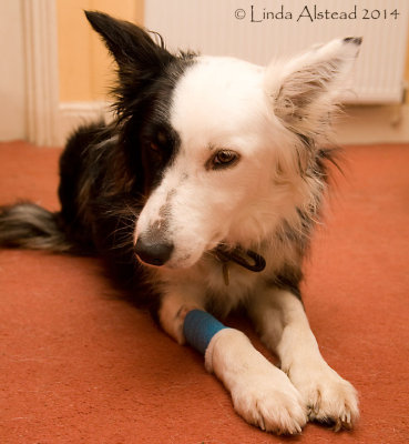 28th March 2014 - Lola, the impatient patient