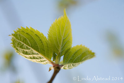 23rd April 2014 - green shoots