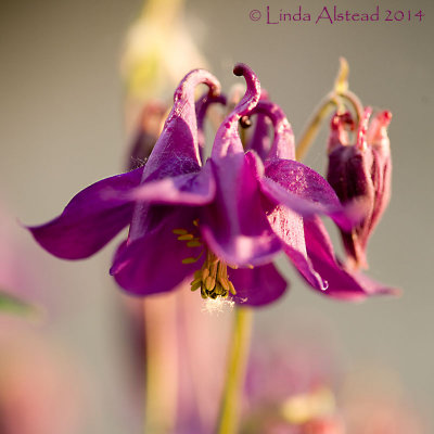 21st May 2014 - granny's bonnet