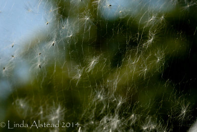 31st May 2014 - trapped