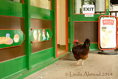 28th June 2014 - playing chicken