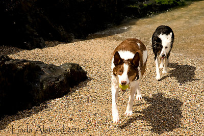 17th July 2014 - frolics