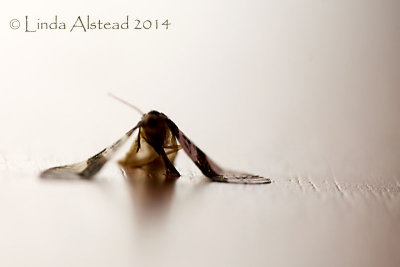 g9/52/150052/3/156973554.82j1aYdQ.jpg