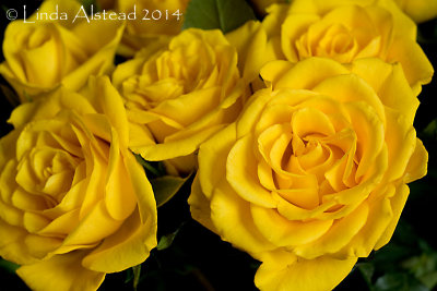 21st August 2014 - bright