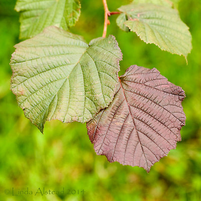 2nd September 2014 - the fade