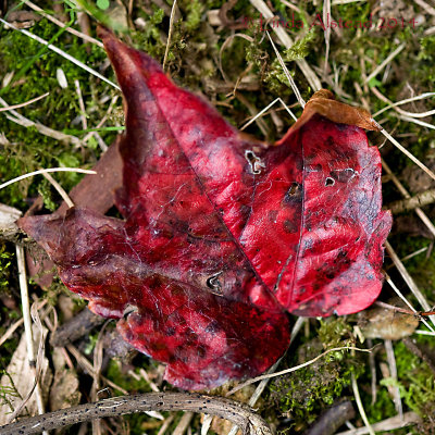 7th September 2014 - it's autumn