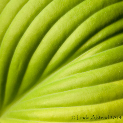 18th September 2014 - green shoots