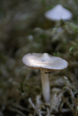 _10A2221.jpg