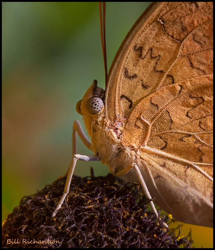 brown butterfly.jpg