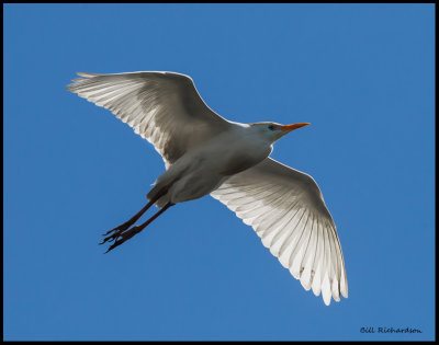 cattle egret in flight.jpg