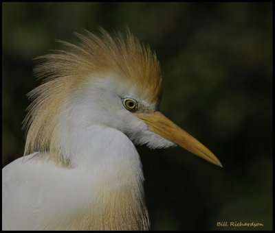 cattle egret.jpg