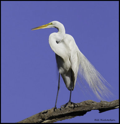 great egret breeding plumage1.jpg
