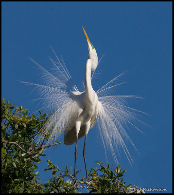 great egret displaying.jpg