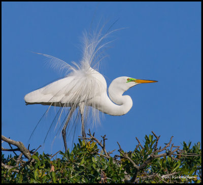 great egret displaying2.jpg