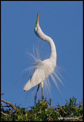 great egret displaying3.jpg