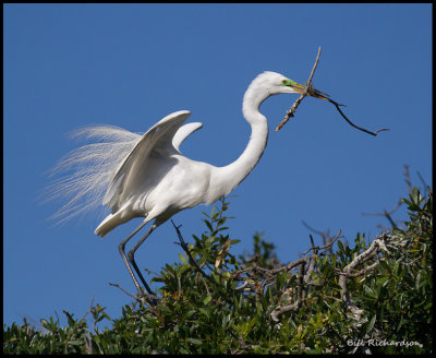 great egret nest building.jpg