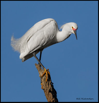 snowy egret.jpg